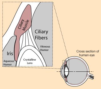 <p>controls the shape of the lens for near or far vision</p>