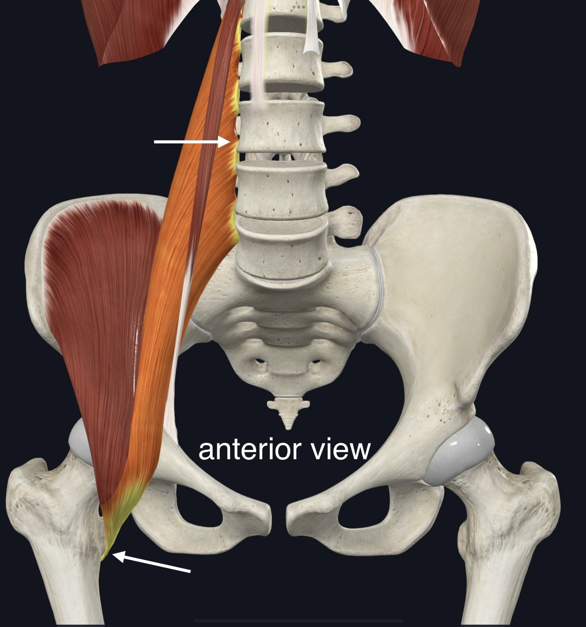 <p>Name the muscle, origin and insertion</p>