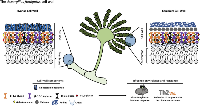<p>Aspergillus Cell Wall (mold)</p>