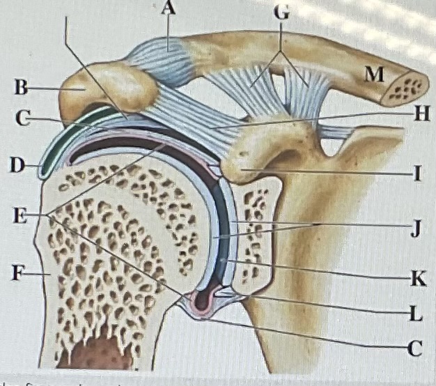 <p>in the figure above letter ___ is the caraco ligament and letter ____ is the synovial membrane </p>