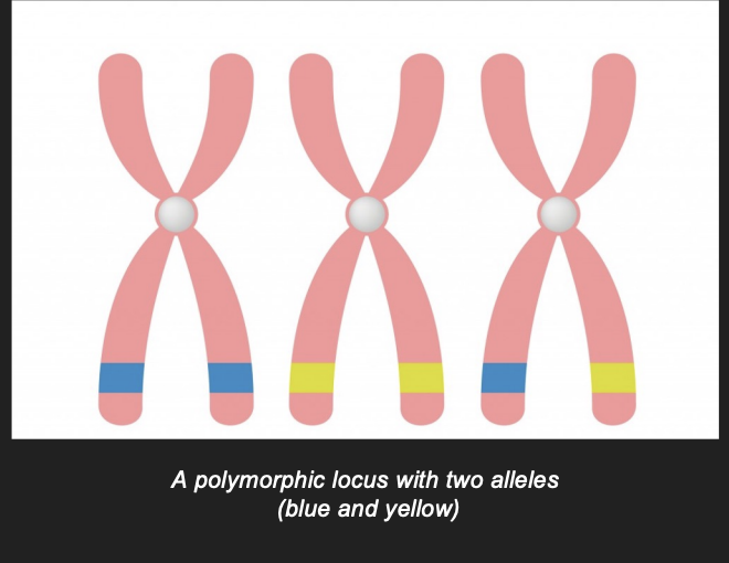<p>A genetic site where more than one allele can occur is polymorphic (i.e.,can have many forms)</p>