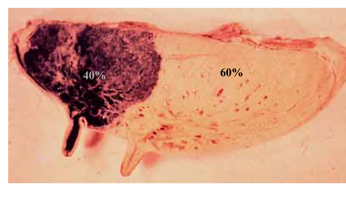 <p>Are all glands/quarters the same size?</p>