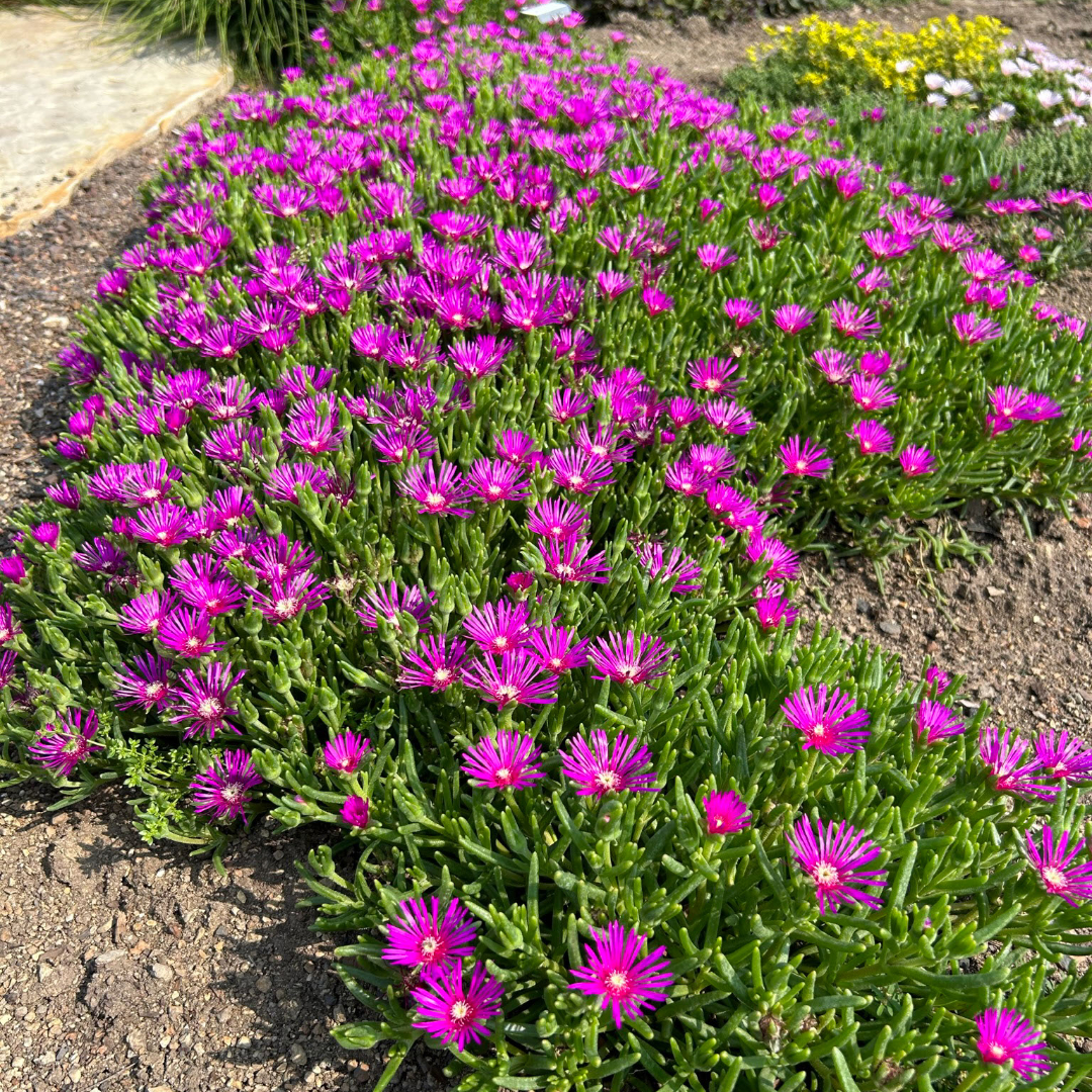 <p>Ice Plant</p>