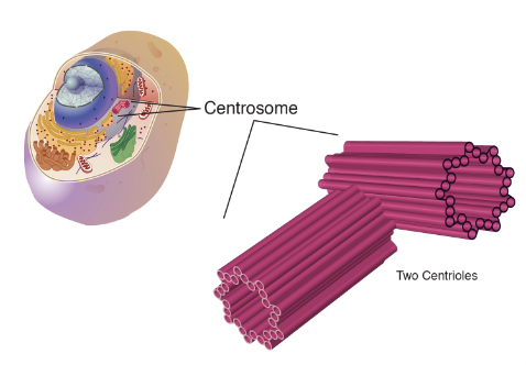 <p><span>are located near the nucleus and help to organize cell division. <u>Centrioles are not found in plant cells!</u></span></p>