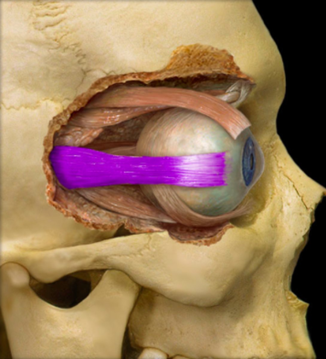 <p><em>identify the structure:</em></p>