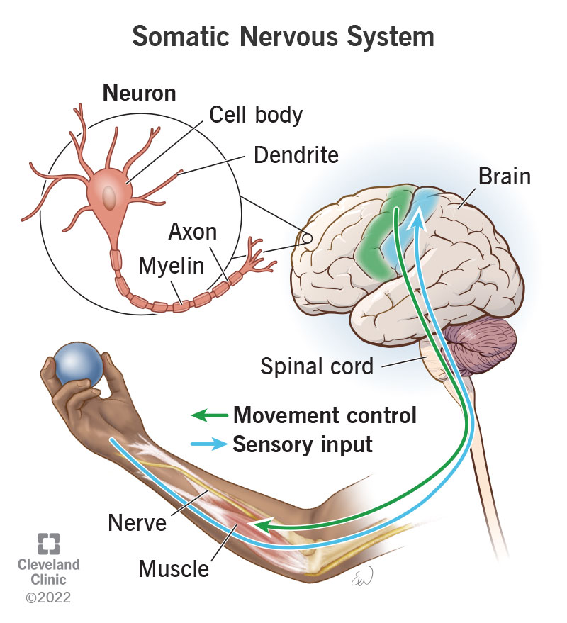 <p><span><span>the division of the peripheral nervous system that controls the body's skeletal muscles; governs processes that are voluntary.</span></span></p>