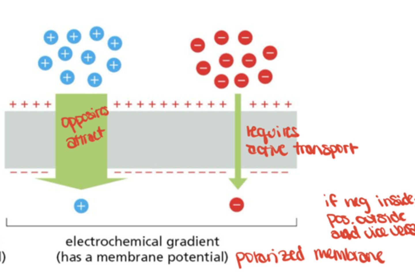 <p>transport is influenced by membrane potential of charged solutes</p>