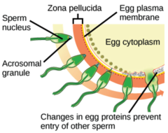 fusion depolarizes 
the oocyte membrane, 
preventing other sperm
from binding