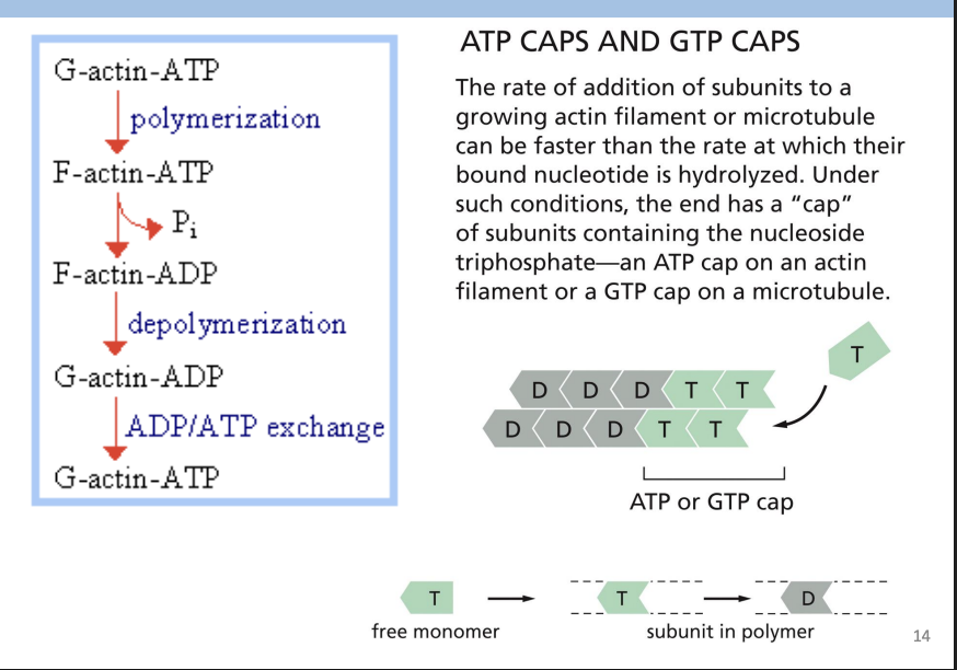 <p>Polymerization requires energy = ATP </p><p></p><p>Actin carries tightly bound ATP that is hydrolyzed to ADP soon after assembly into polymer.</p><p></p><p>Most actin filaments = ADP-Actin subunits</p>