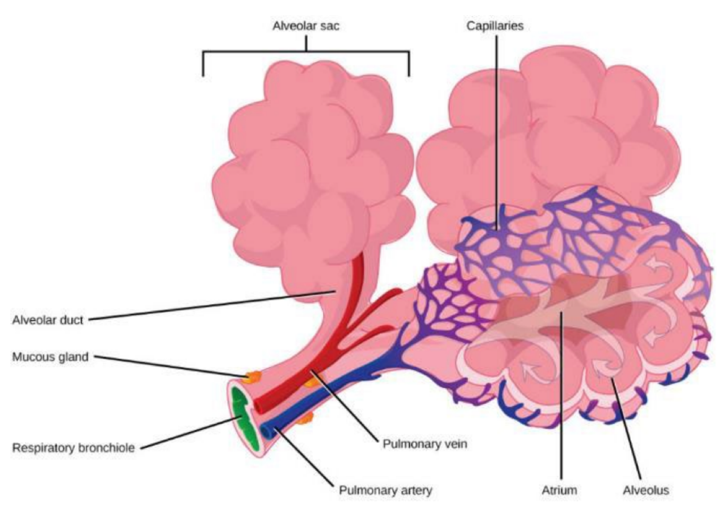 <p>alveoli </p>