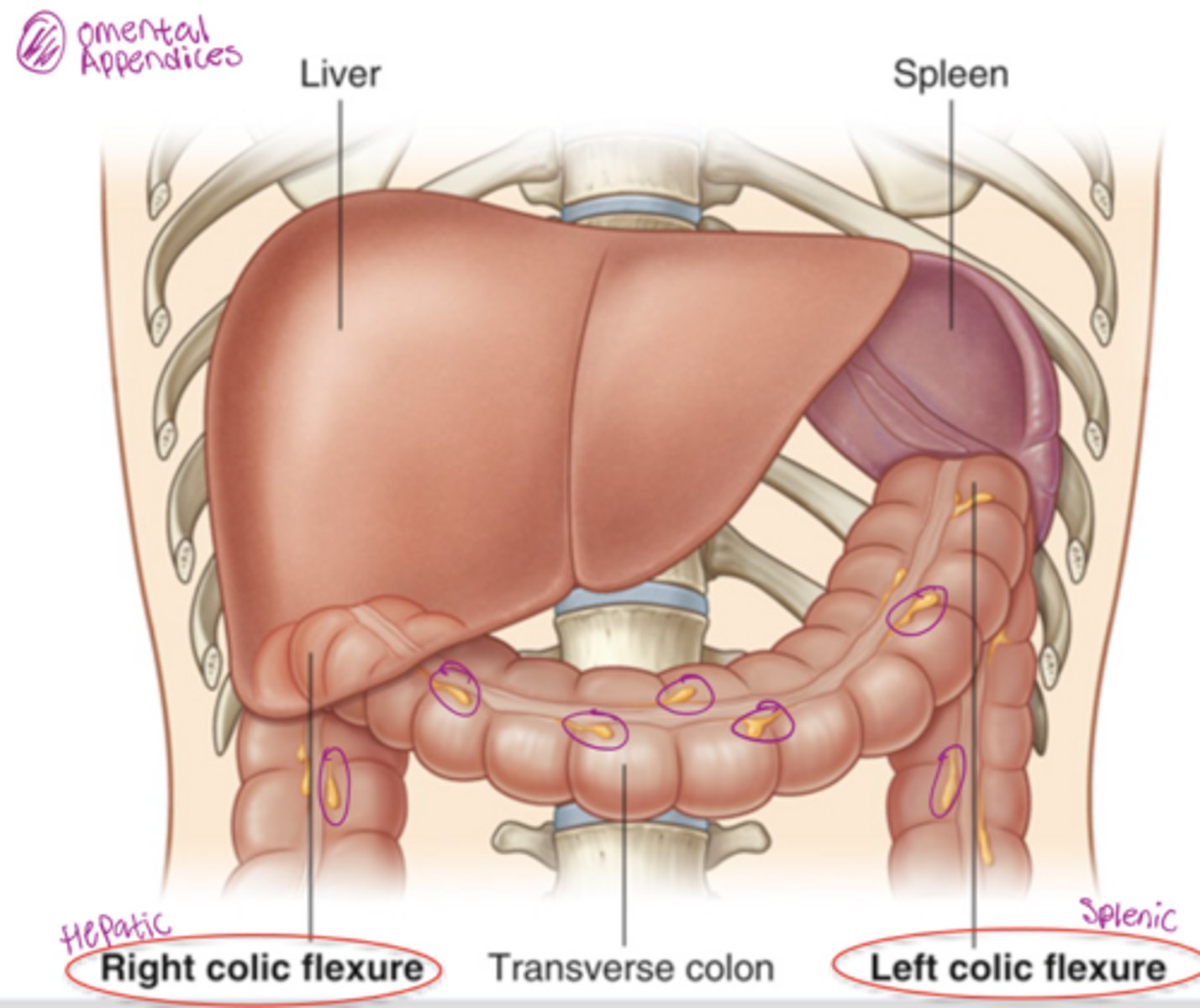 <p>Right colic (hepatic) fissure part of colon in contact with the liver</p><p>Left colic (splenic) fissure part of colon in contact with spleen</p><p>also areas of colon where it will change directions</p>