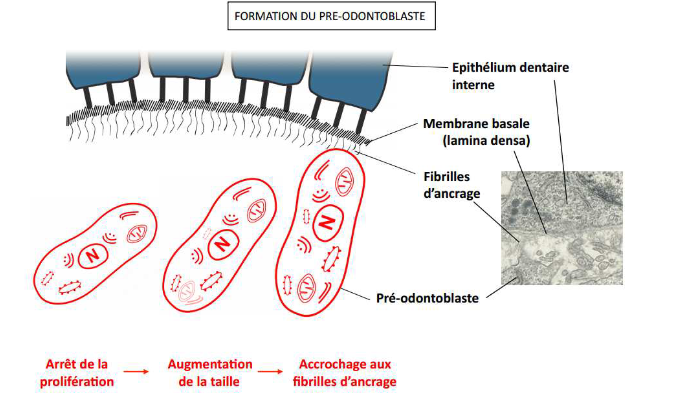 * arrêt prolifération C
* ↗ taille
* @@mb plasmique des C@@ s’accrochent aux fibrilles d’ancrage ($$de la mb basale$$)