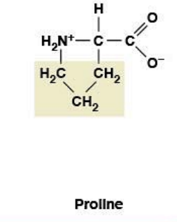 <ul><li><p><strong>Nonpolar, hydrophobic</strong></p></li><li><p><strong>R-group:</strong> cyclic, binds amino group</p></li><li><p><strong>Helix breaker</strong> (rigid structure</p></li></ul><p></p>