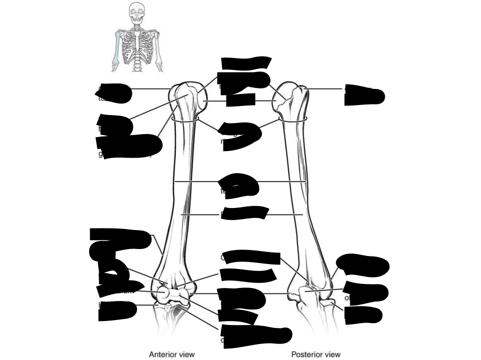 <p>the single, long bone of the upper arm, running from the shoulder to the elbow</p>