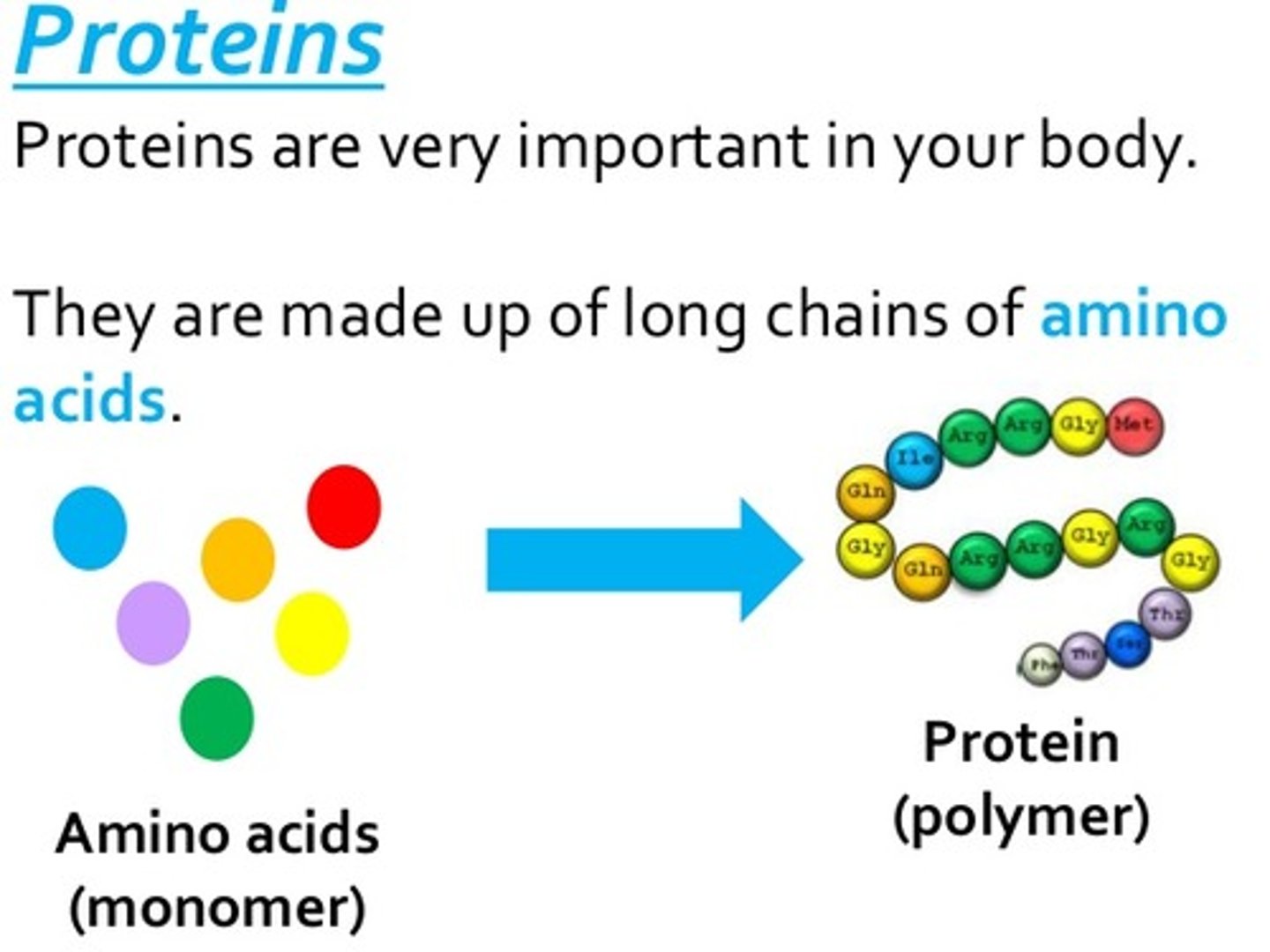 <p>Structure, storage, defense, transport, and speeding up reactions &amp; amino acids</p>