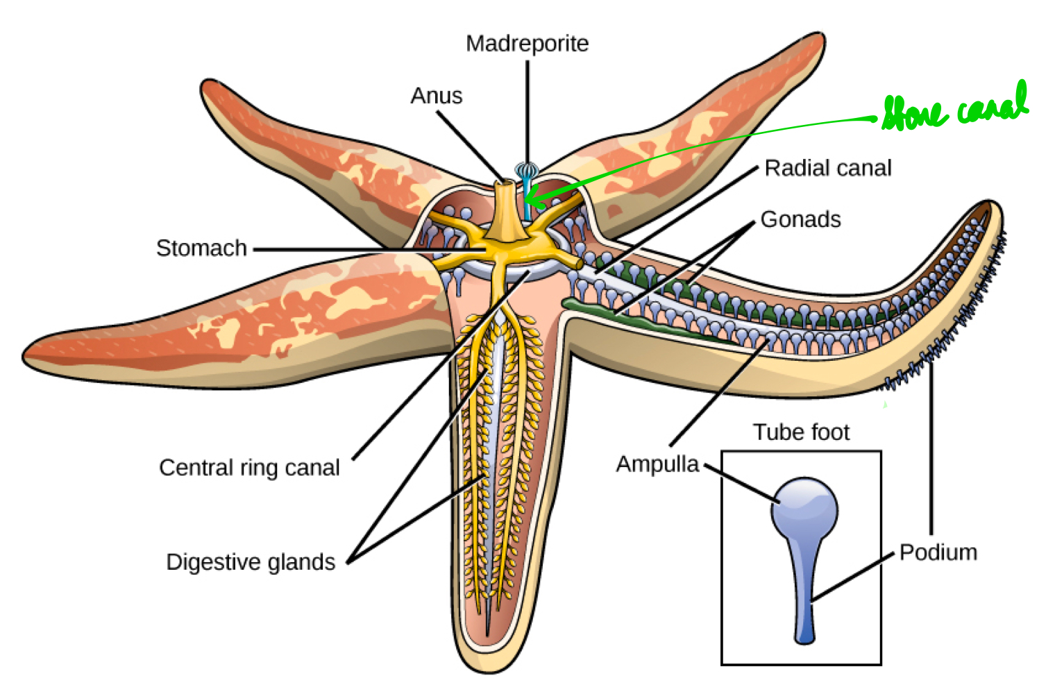 <p>Tubular structure connecting madreporite to ring canal.</p>