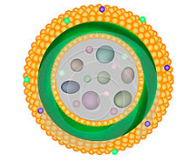 <p>lysosomes </p><ul><li><p>made by golgi </p></li></ul><p></p>