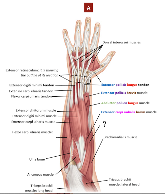 <p>located next to and slightly overlaps with the brachioradialis muscle, tendon distally attaches to carpal bones</p><ul><li><p>extends the wrist and helps in radial flexion of the wrist</p></li></ul><p></p>
