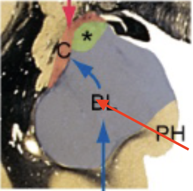 <p>more important for humans, extensive connections with cortex; formulation response to sensations, expression of emotions, and associations with memories</p>