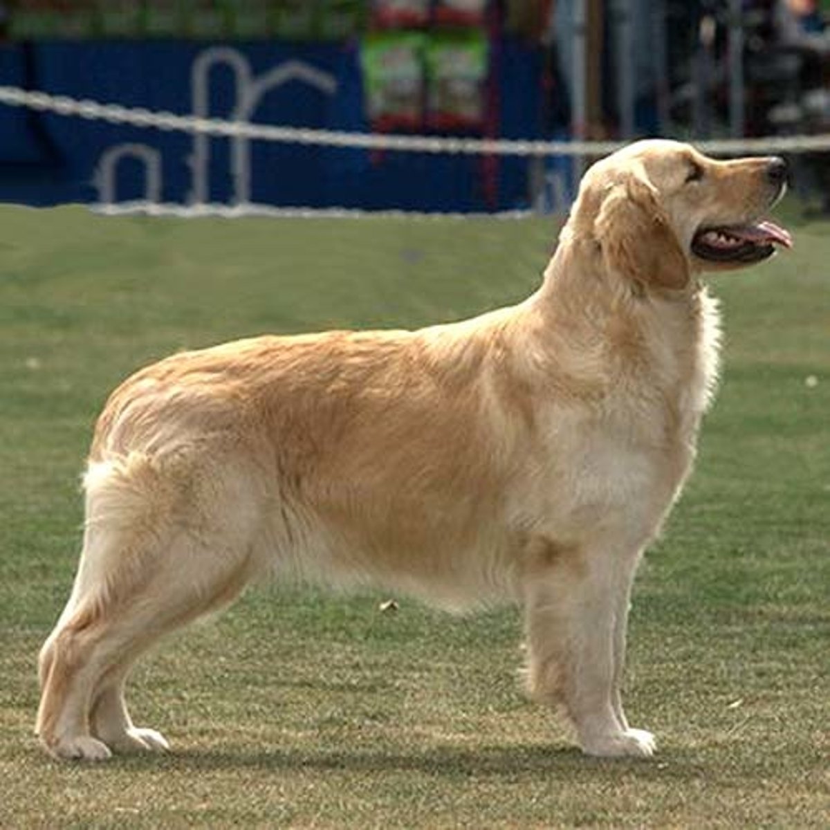 <p>What is this breed? What is it's AKC classification?</p>