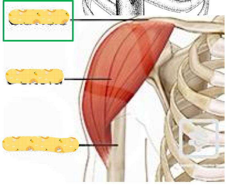 <p>Name these structures</p>