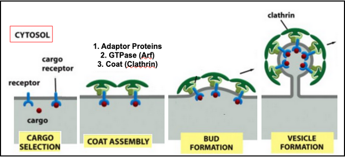 <ul><li><p><span style="background-color: transparent; font-family: "Times New Roman", serif;"><span>Adaptor proteins (AP) form a discrete second layer between the clathrin cage and the membrane</span></span></p></li><li><p><span style="background-color: transparent; font-family: "Times New Roman", serif;"><span>AP trap transmembrane receptors that capture soluble cargo molecules</span></span></p></li><li><p><span style="background-color: transparent; font-family: "Times New Roman", serif;"><span>There are several types of adaptor proteins, each specific for a subset of receptors</span></span></p></li><li><p><span style="background-color: transparent; font-family: "Times New Roman", serif;"><span>Arf belongs to the family of small monomeric GTPase</span></span></p></li></ul><p></p>