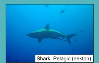 <p>Nekton </p>