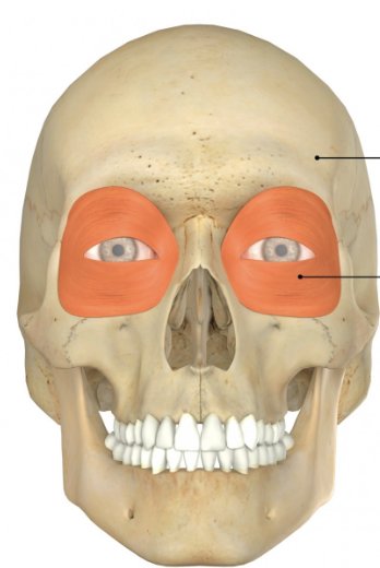 <p>Name muscle and its function</p>