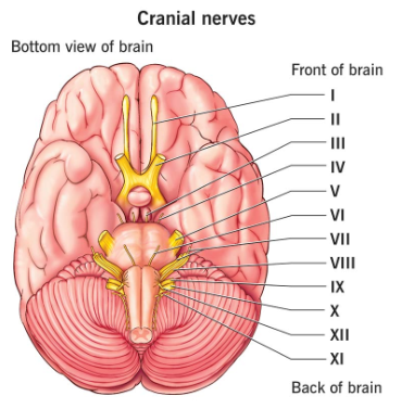 <p>VII</p>