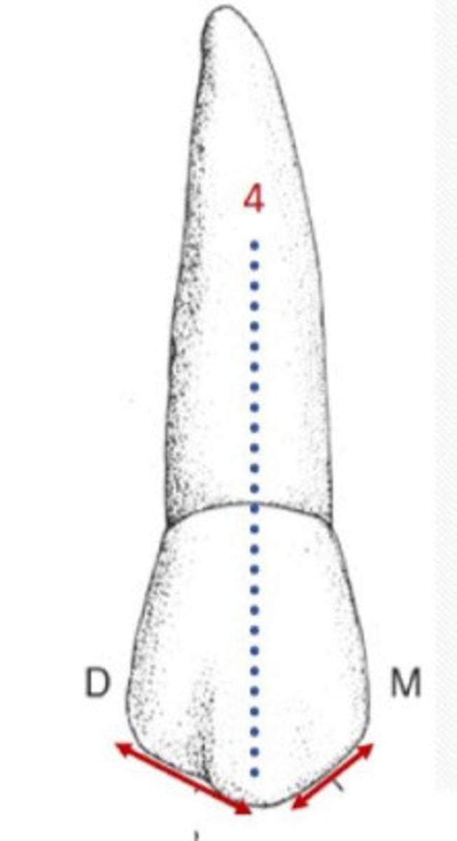 <p>Maxillary second premolar has a cusp tip slightly</p><p>to the __ of the mid-tooth line.</p>