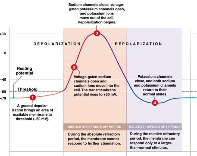 <p>Absolute Refractory Period&nbsp;</p><ul><li><p>cell <strong>cannot </strong>fire another action potential</p></li><li><p>during:</p></li><li><p><strong>Depolarization</strong>: voltage gated Na+ are already open (can’t open more)</p></li><li><p><strong>Repolarization</strong>: voltage gated Na+ channels are already closed, inactivation gate closed → channel is inactivated and can’t open to stimuli&nbsp;</p></li></ul><p></p><p>Relative Refractory Period:</p><ul><li><p>cell can only be stimulated to fire action potential if depolarization event → GREATER than usual</p></li><li><p>during:</p></li><li><p><strong>Hyperpolarization: </strong>more negative than RMP → need more EPSP to reach threshold</p></li></ul><p></p><p></p>
