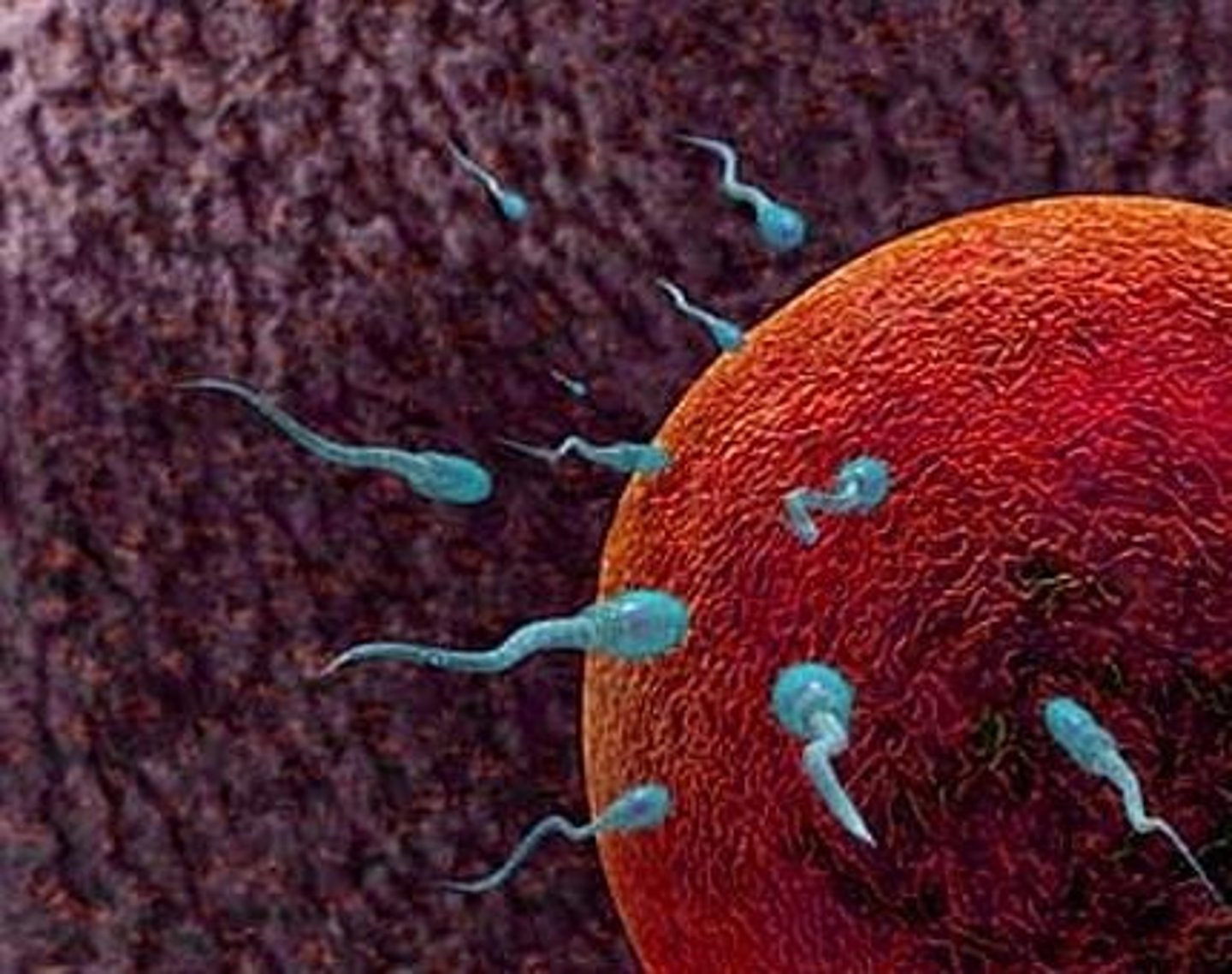 <p>It is the final activation of sperm that occurs upon exposure to female fluids, removing inhibitory proteins, enabling hyperactive motility, acrosome reaction and the ability to fertilize an oocyte.</p>