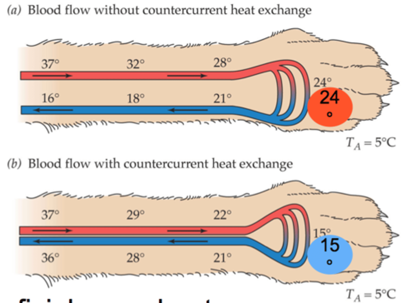 <p>Running arteries and veins next to one another so that heat will pass from the hotter vessel to the colder.</p><p>Like how tuna/sharks have rete mirabile networks of their blood-vessels, so that the arteries coming from the cold gills, run next to the veins coming from the hot inner body so that heat stays within the body.</p>