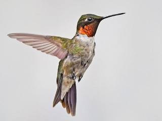 <p>Ruby-throated Hummingbird</p>