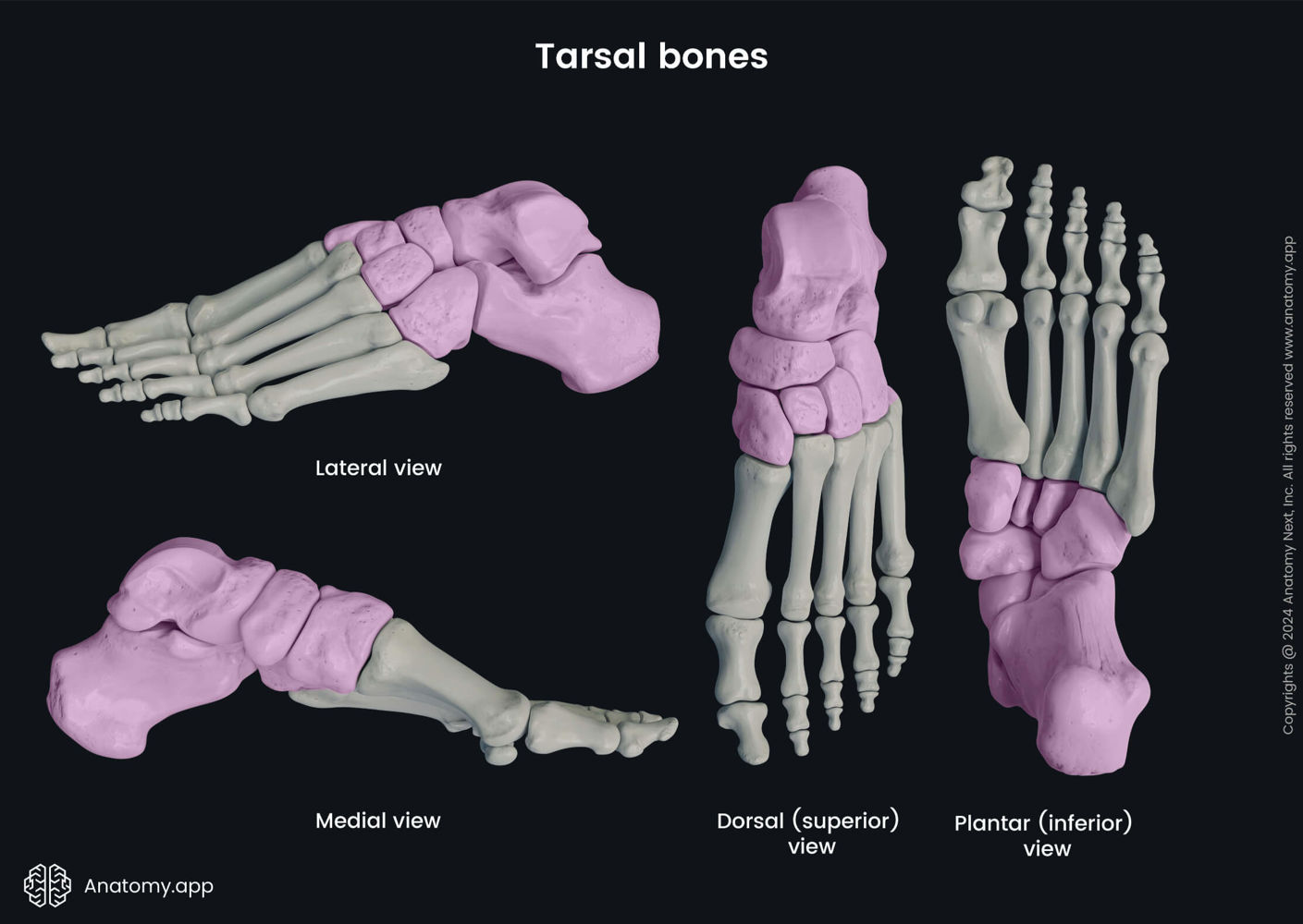 <p>ankle bones</p>