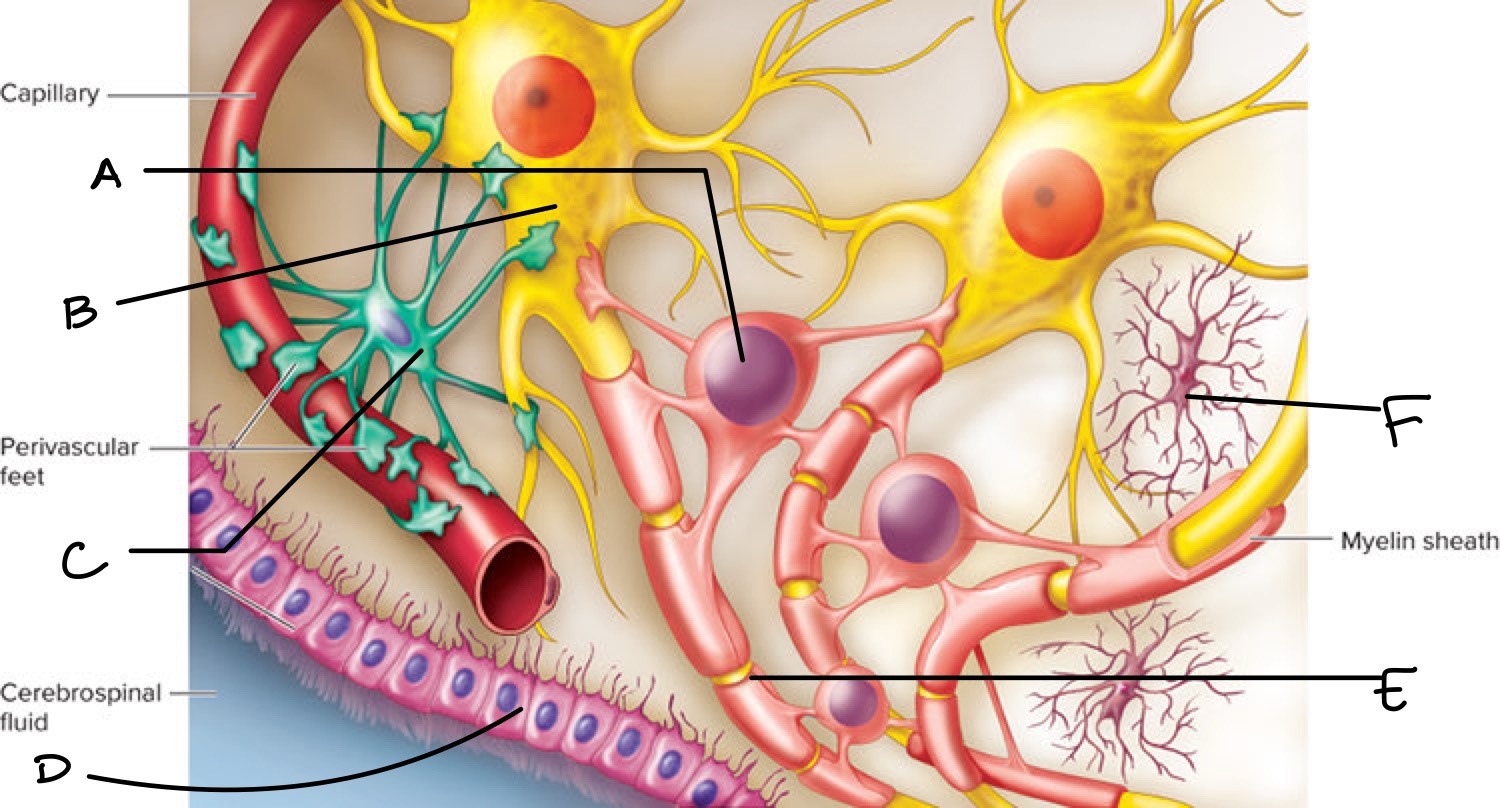 <p>Label the different types of neuroglia </p>