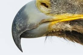 <p><strong>the hard, pointed part of a bird's mouth:</strong></p><p><br></p>