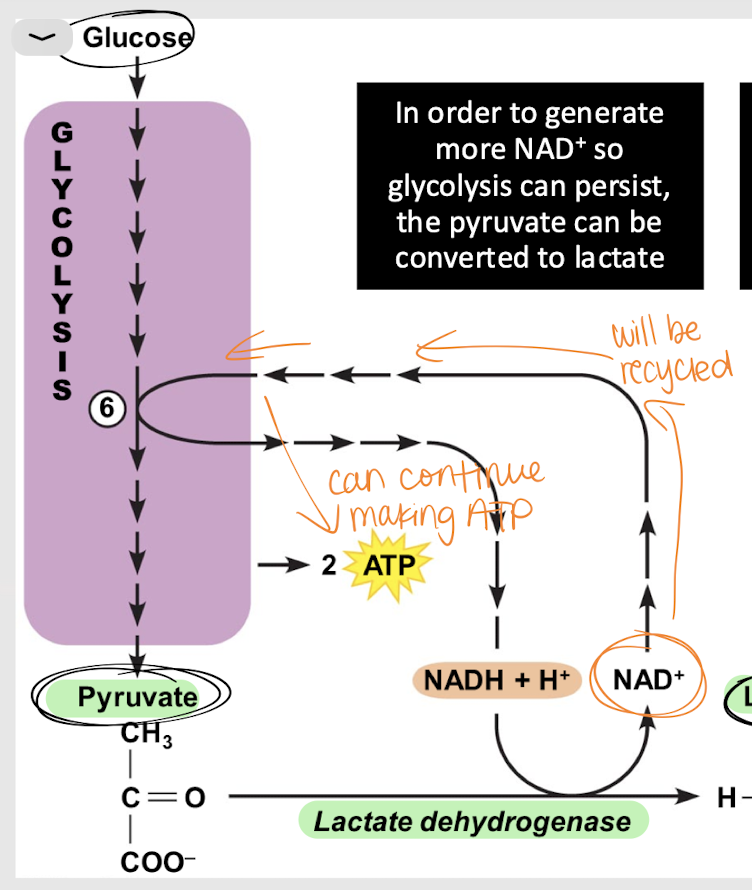 <p>NAD+; ATP</p>