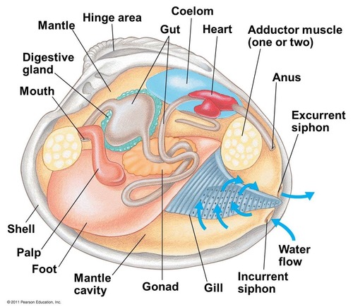 clam labeled