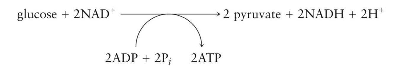 <p>After glycolysis, pyruvate can be:</p><ul><li><p>Oxidized to acetyl CoA</p></li><li><p>Reduced to lactate</p></li><li><p>Reduced to ethanol</p></li></ul><p>All processes must regenerate NAD+ from NADH so that glycolysis can continue</p><p></p>