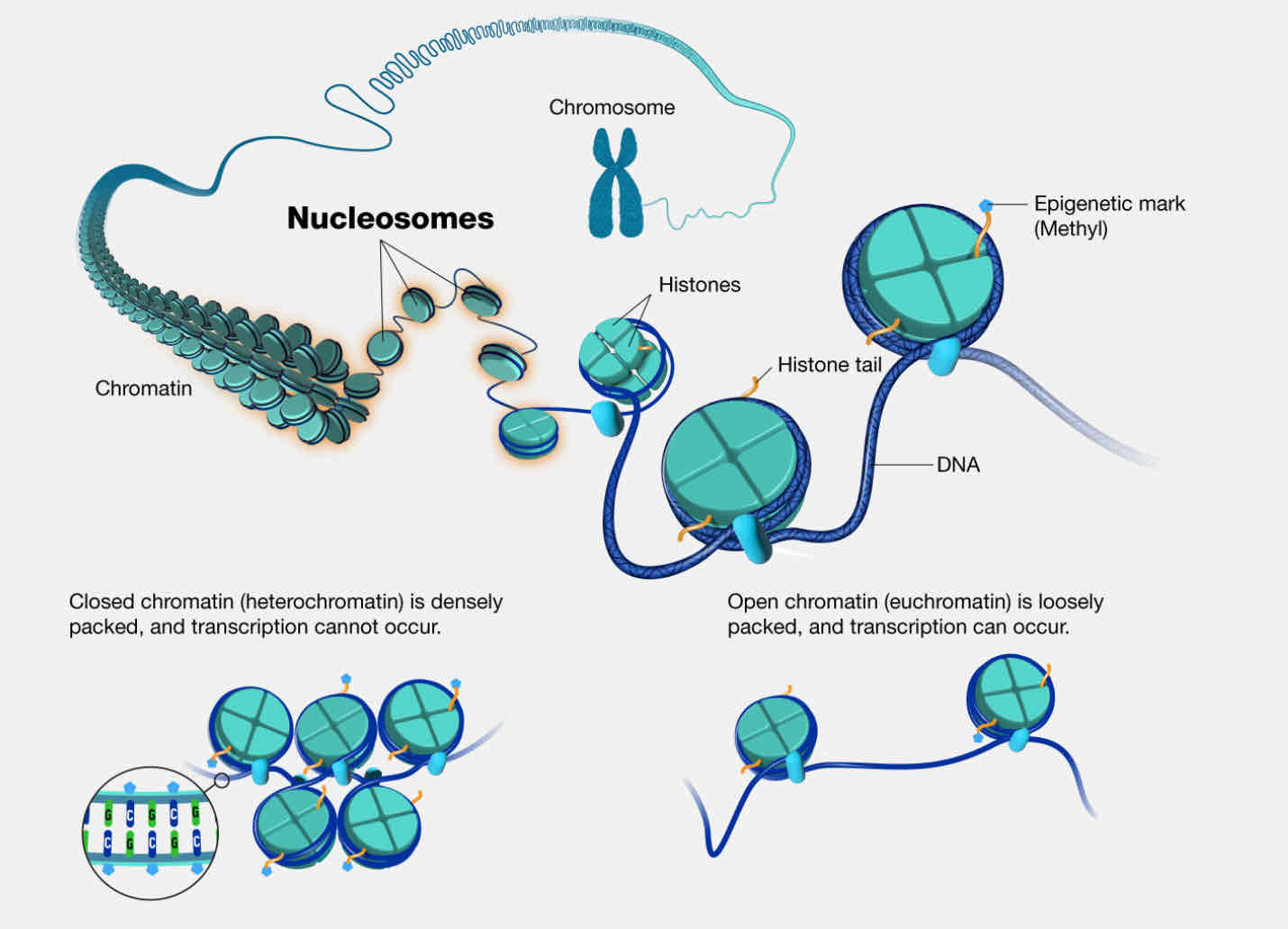 <p>DNA sequence wrapped around a core of histone proteins. The basic repeating subunit of chromatin packed inside the cell’s nucleus.</p>