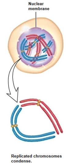 What stage of prophase of meiosis I is this? 