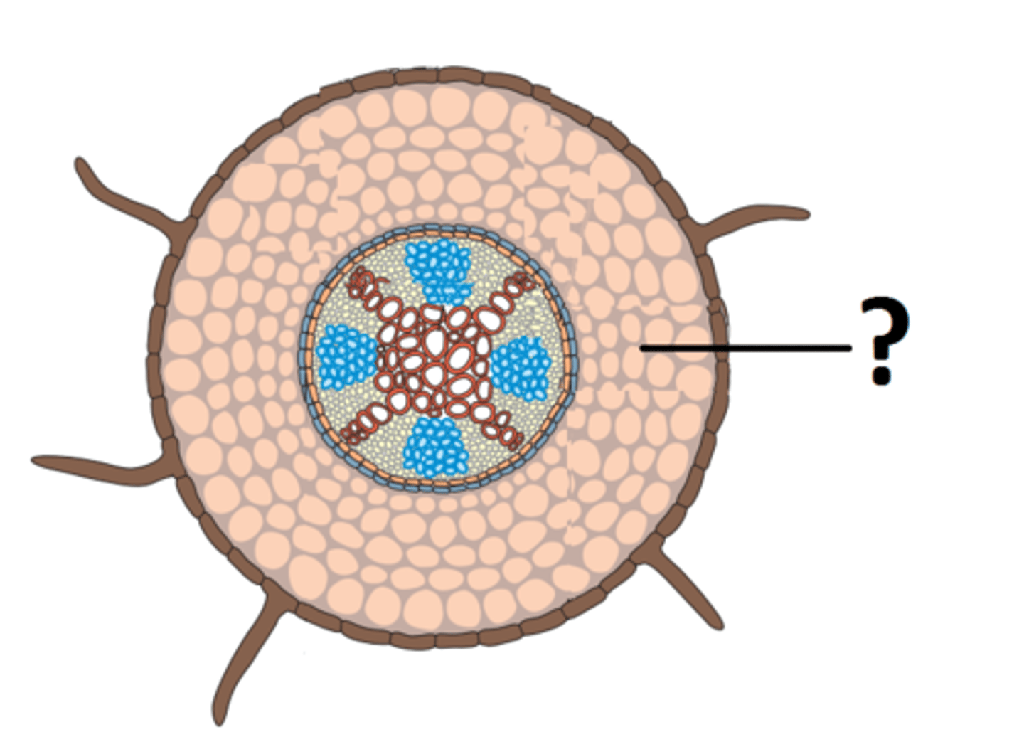 <p>Dekket av en beskyttende, voksaktig, vannavstøtende hinne (kutikula). Stikker ut rothår fra ytterhuden (gir økt overflate --> kan ta opp mye vann).</p><p>Nederste delen av rotspissen er dekket av en rothette:</p><p>1. Beskytter rota når den vokser nedover i jorda</p><p>2. Ligger bak et område hvor cellene deler seg + vokser + differensierer til ulike typer vev (her skjer rotveksten)</p>