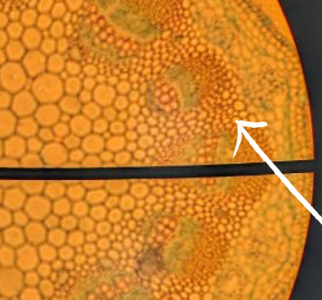 <p>What is the white arrow pointing to that often is inside vascular bundles (not xylem of phloem)</p>