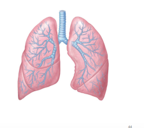 <p>X. Vagus Nerve: Parasympathetics to heart and airway</p>