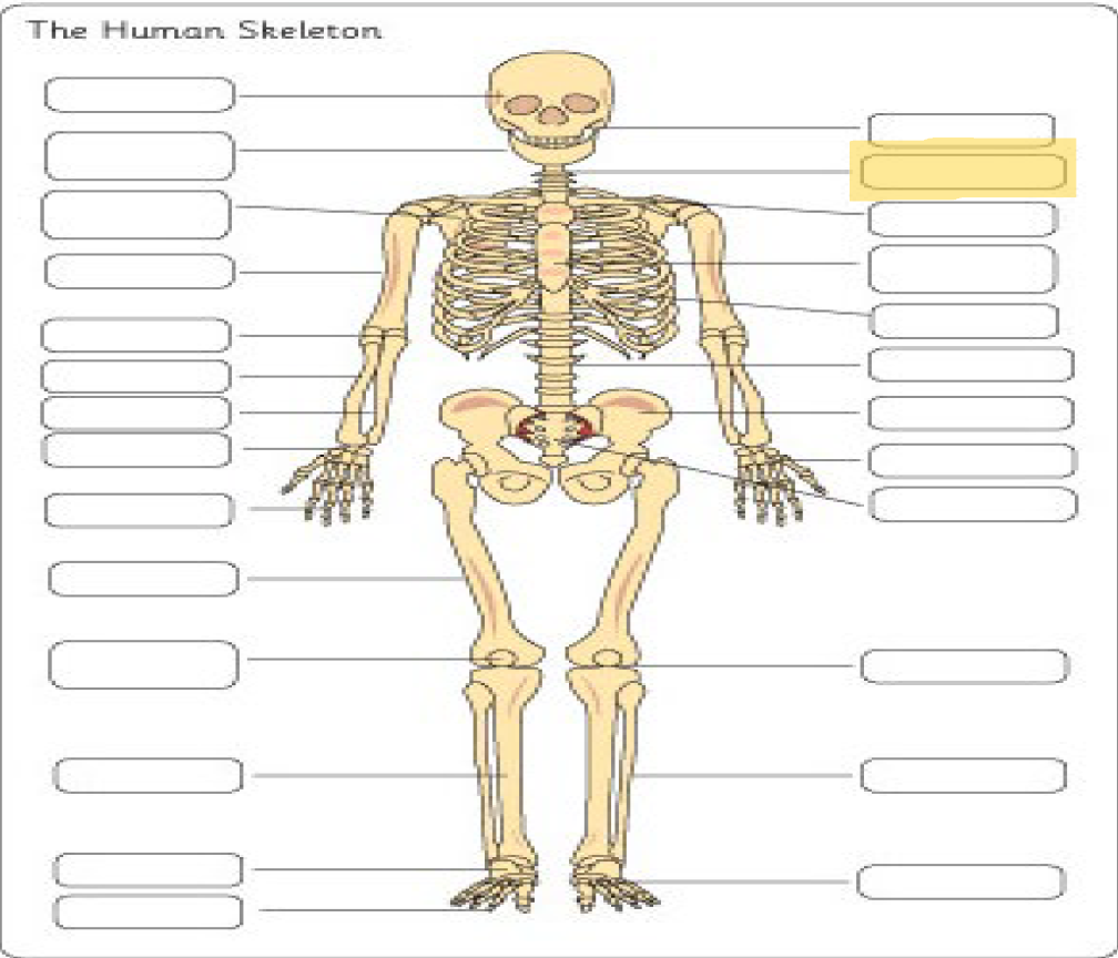 <p>What is this Bone?</p>