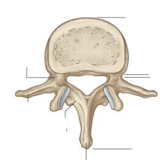 <p>Where are pedicles and laminae located vertebral?</p>