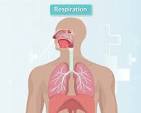<p>When referring to respiration, there are two main types you could be referring to. The first is just normal breathing, where you inhale oxygen and expel carbon dioxide. The second is cellular respiration, which is a process that occurs in cells to create ATP.</p>