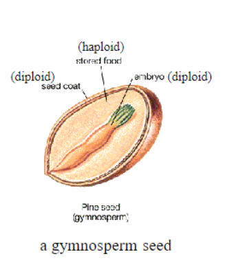 <p>sporophyte embryo surrounded by maternal tissue</p>