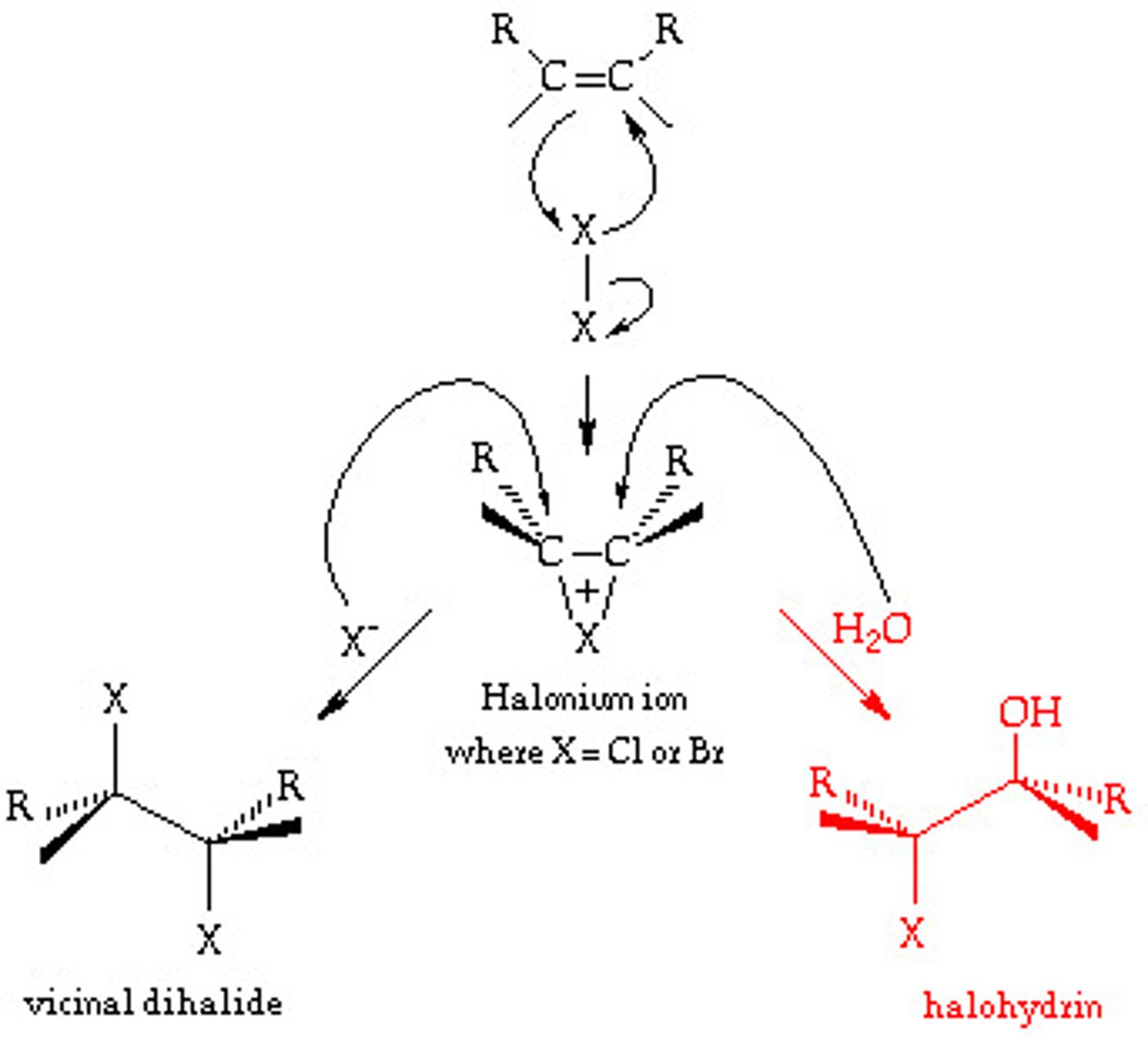 <p>-Addition of X2</p><p>-Reagents: Br2 or Cl2 in H2O</p><p>-Bromonium or chloronium ion intercepted by H2O</p><p>-Markovnikov addition of H2O</p><p>-Anti addition stereochemical preference</p>